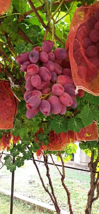 Виноград ризомат