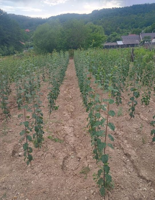 Pruni altoiti soiul anaspet , top gigant si top n plus