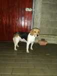 Donez femela beagle