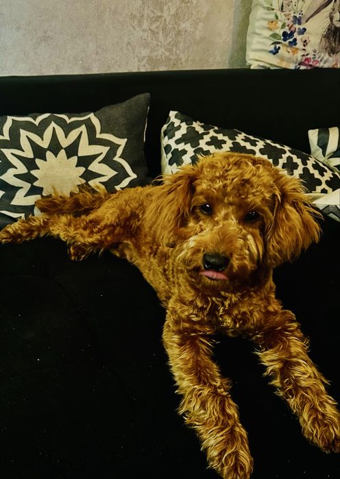 Пудел Той……………………………………….