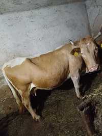 Vând vaca baltata românească Gestanta