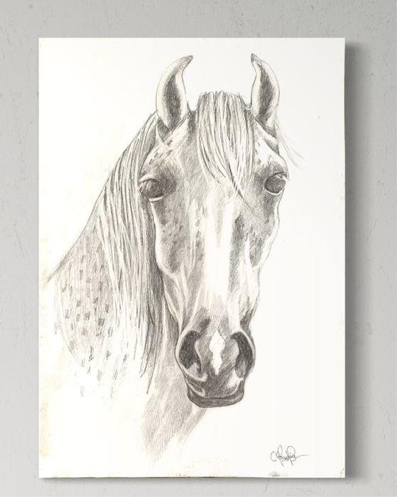 Desen pe hartie “Portret de cal”