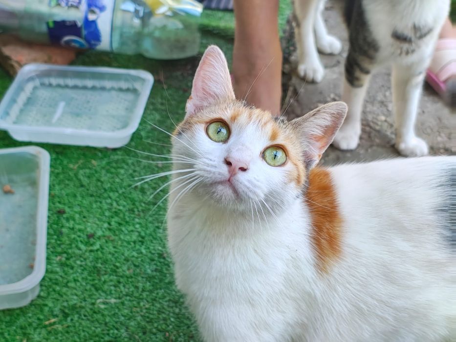 Luna, o mi-nu-ne de pisică. Adopt-o!