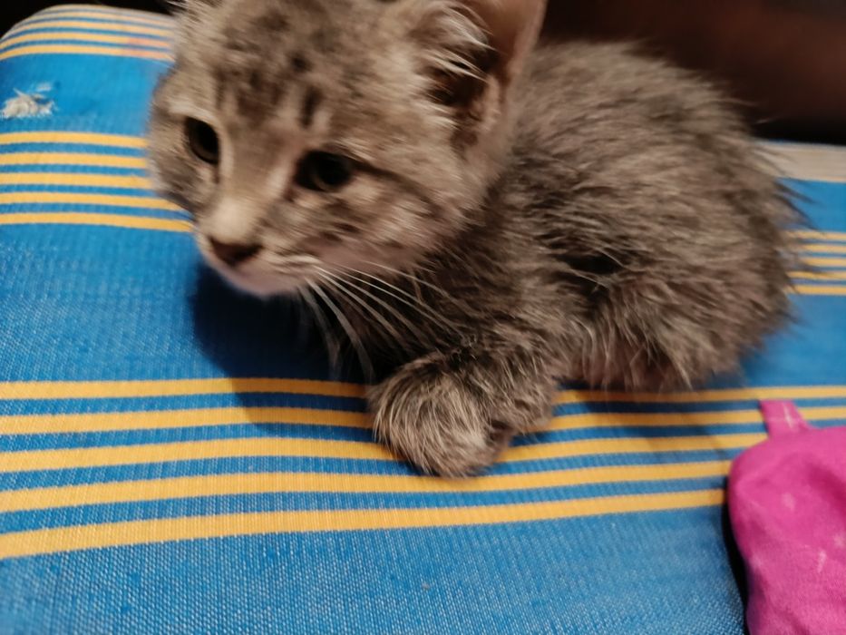 Отдам даром  котенка