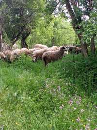 Овце местна порода