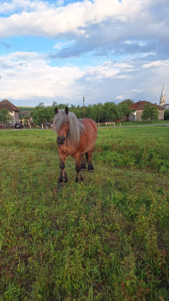 Vand iapă ardeneză