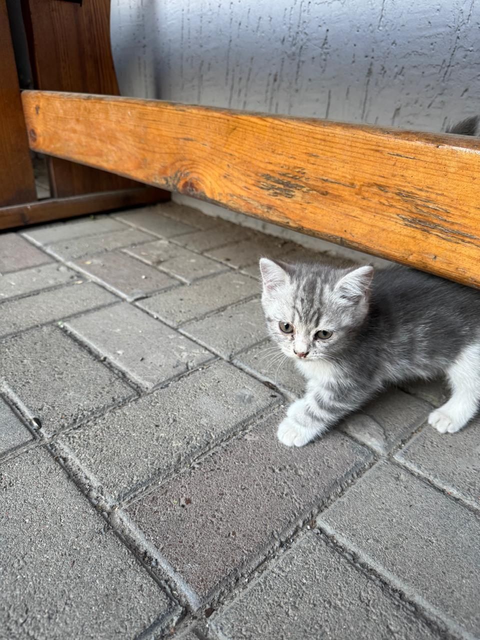 Отдам котят к латку приучены