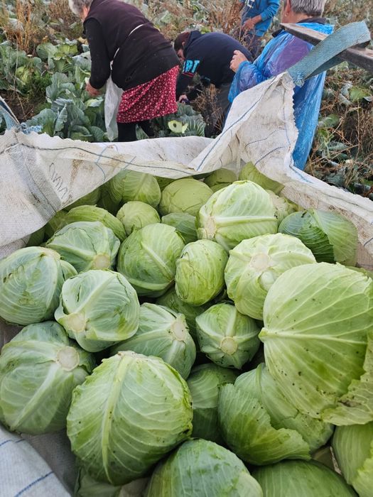 Varza plata taiat proaspat calitate superioara pentru murat,pastrare