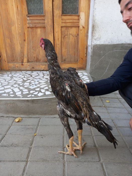 Dakan joja sotiladi sisarka