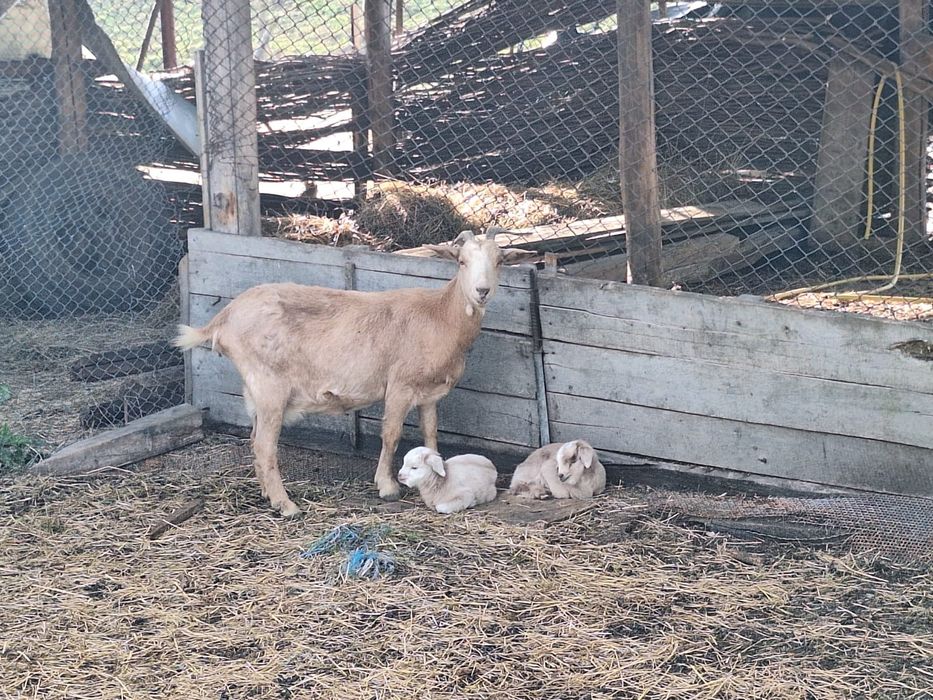 Capra cu 2 iezi frumosi