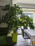 Planta ficus 2 m