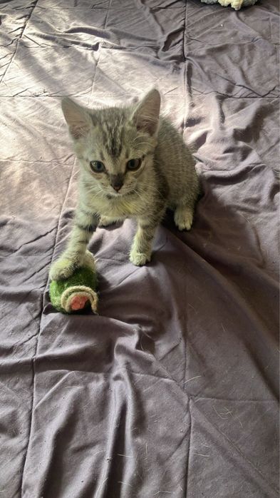 Отдам котенка, девочку