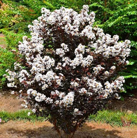 Liliac Indian (Alb )