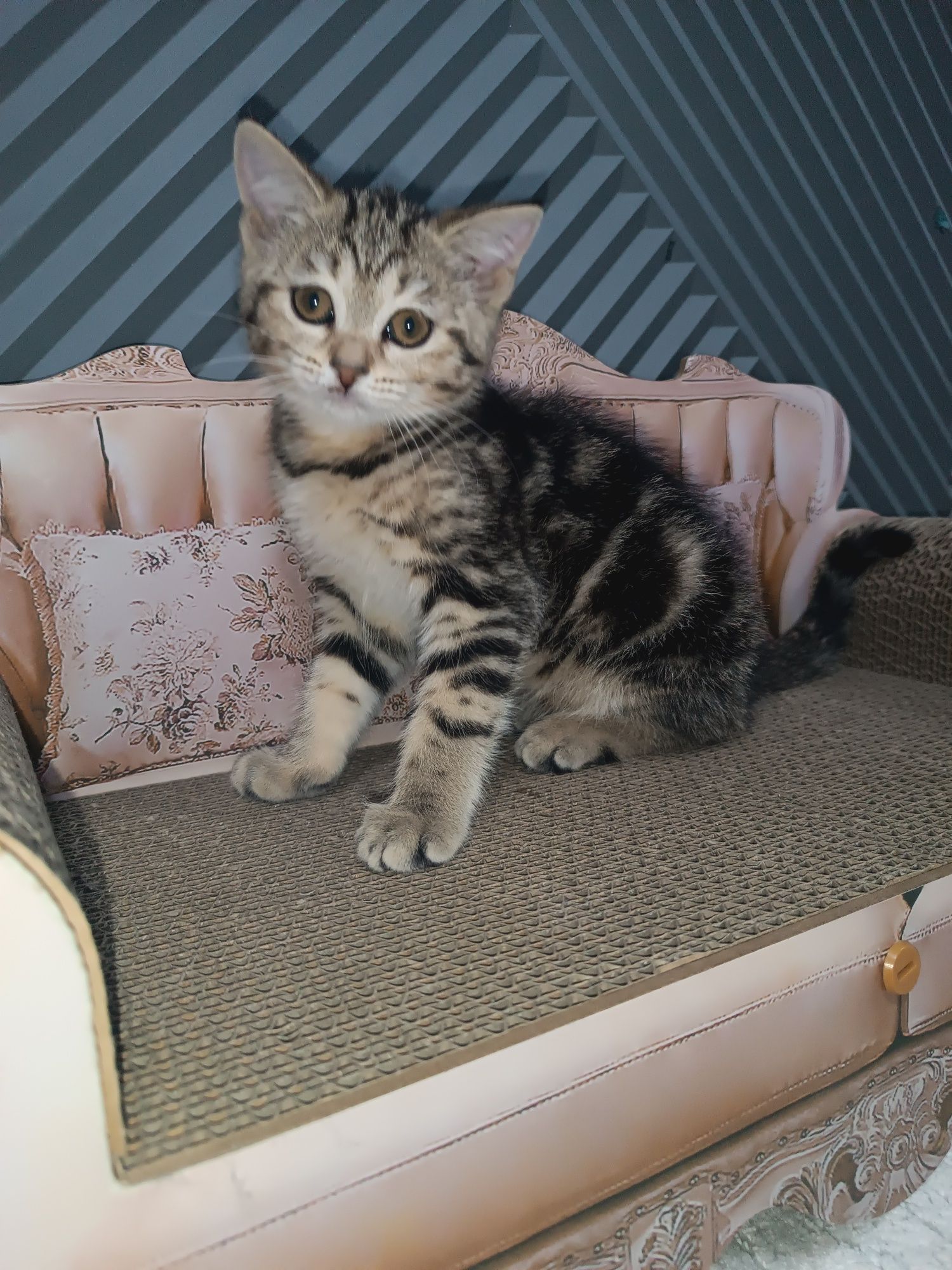 Шотландский прямоухий котенок 1,5 мес