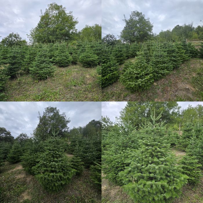 Brad Nordmann en-gros de vanzare 
Brad Nordmann/Brad de Craciun/Brad n