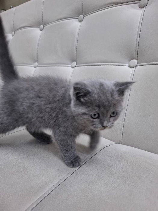 Scottish Fold britan 2 ayliq