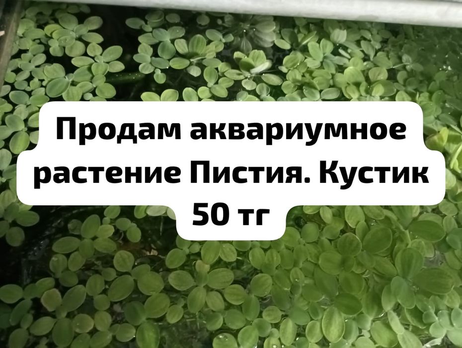 Продам аквариумные растения