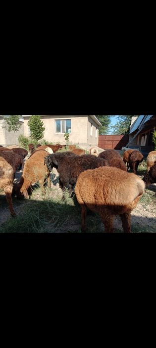 Гудермесская 21 а,Жирные бараны продаются-Семіз қойлар сатылымда