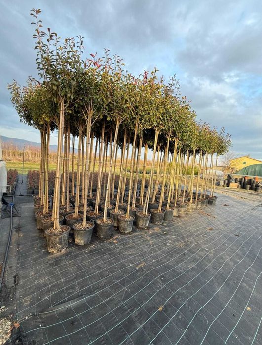 Garden Devis | Photinia Red Robin - Gard viu decorativ