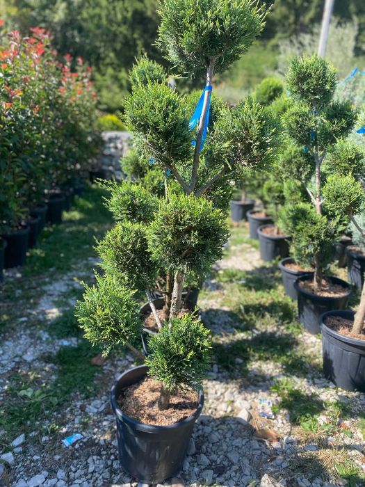 Plante ornamentale rezistente, perfecte pentru grădină