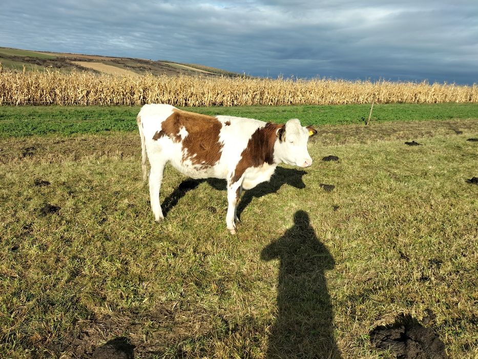 Vițele bălțate 1 an și 2 luni