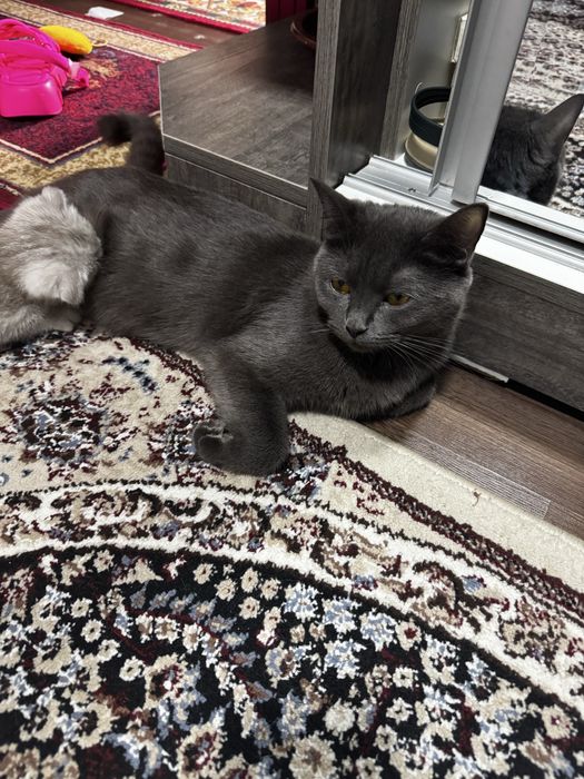 Котята породистые, мама скотиш страйт, папа серебристая шиншила.