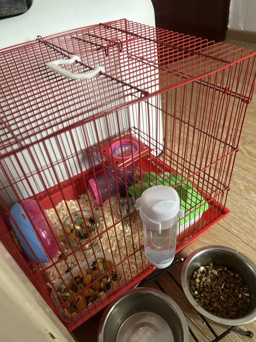 Vand 6 hamsteri cu tot cu cusca accesoriii!