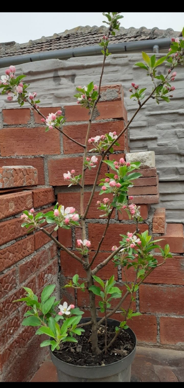 Vand mar pitic, ornamental, cu frunza rosie, ginkgo biloba, in ghivece