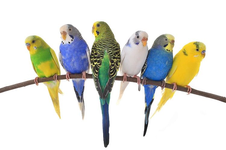 Распродажа волнистых попугаев