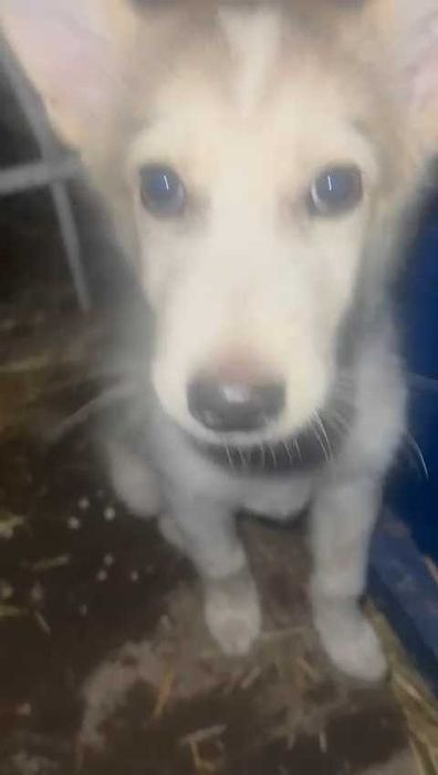 Подбросили щенка. Нужен дом!