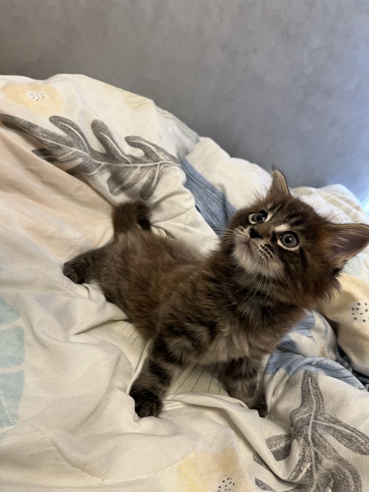 Котенок мейн-кун 1,5 месяца