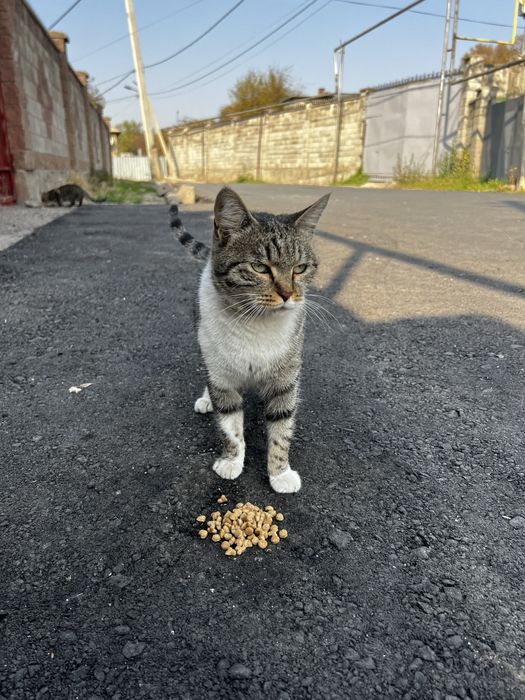 Отдам кошку в хорошие руки