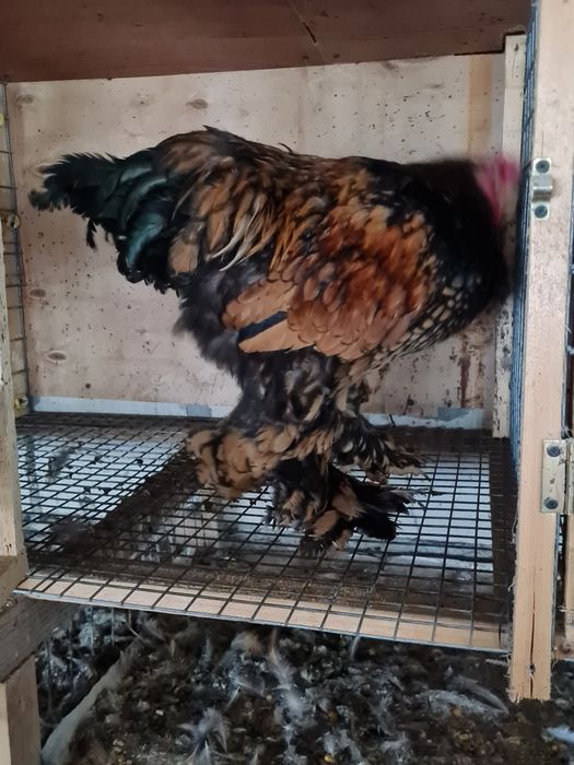 Cocosi brahma gold lanced