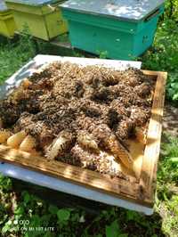 Stupina autorizata vinde 40 de familii de albine rasa carpatina