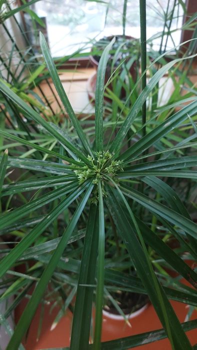 Циперрусы. Тропический цветок.