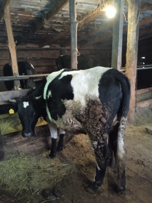 Тёлка  1,5 годовая продам срочна