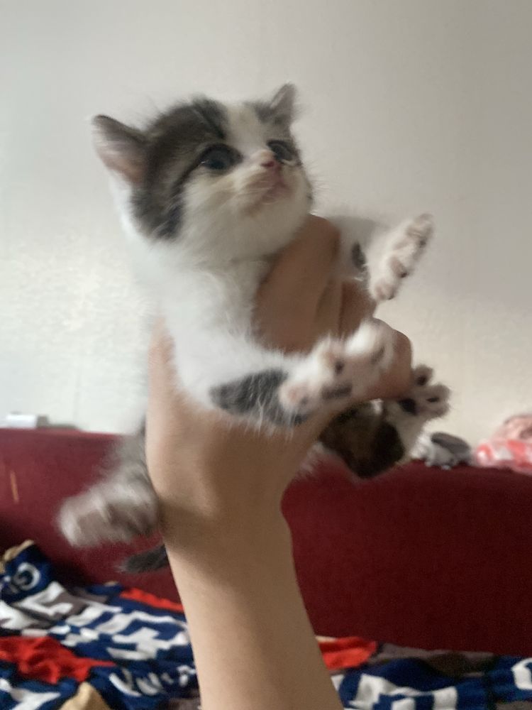 Отдам котенка, девочка , приучена к лотку