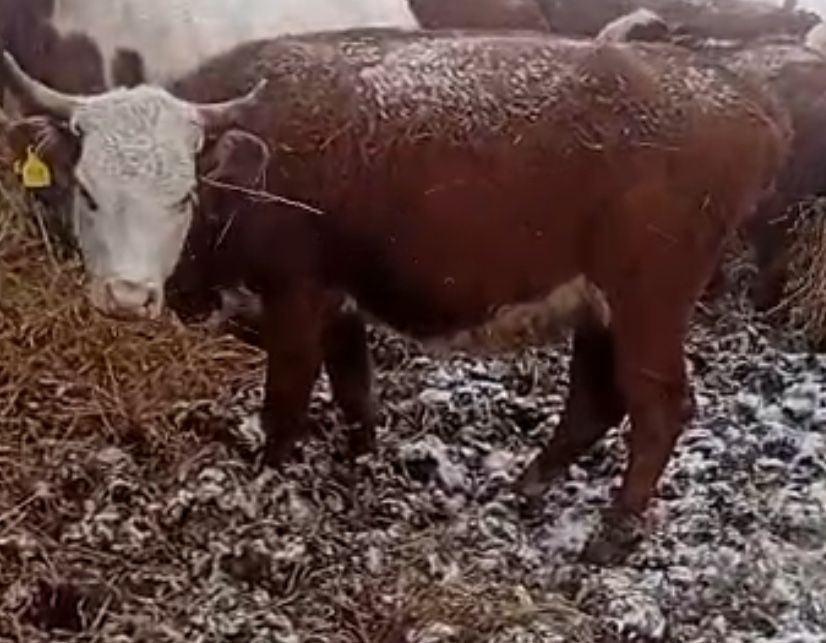 Продам крс молодняк