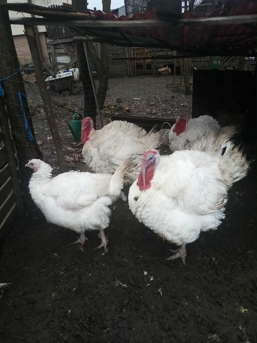 Vând curcani de carne 35lei/kg neg