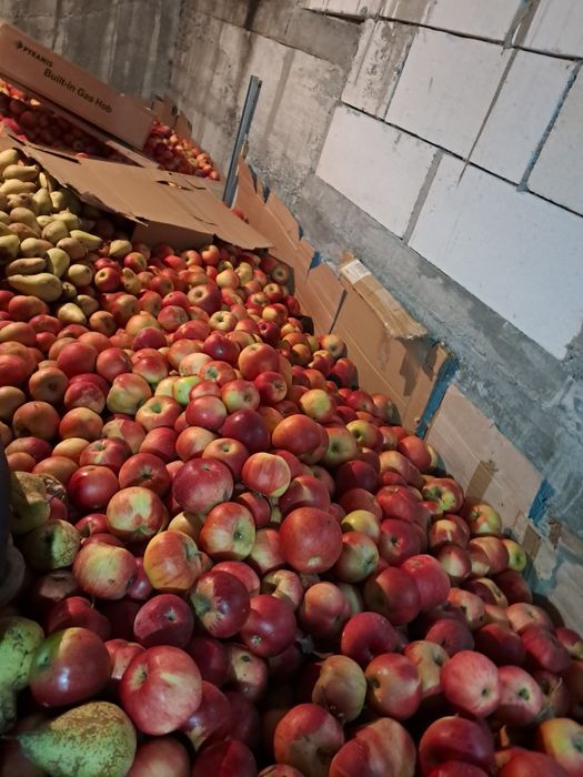 Unic producator. Mere de vanzare.