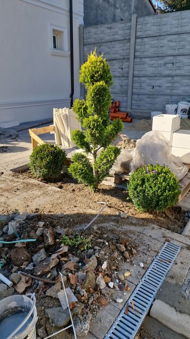 Pom Pon și plante ornamentale