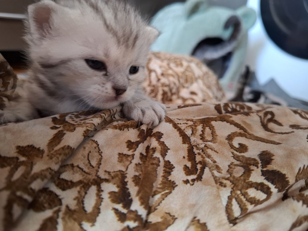 Котята на продажу можете забронировать