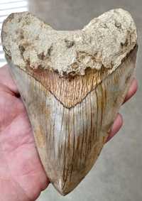 Megalodon Exceptional