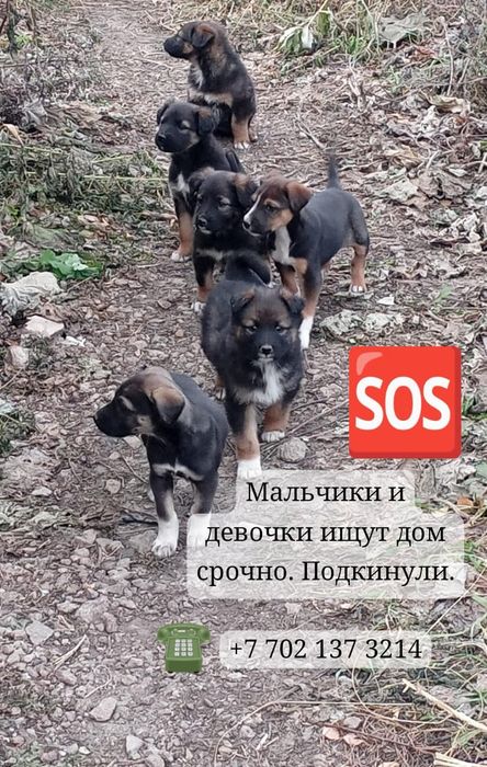 Отдам щенков в добрые руки