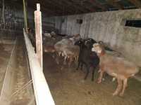 Гиссары Арашаны овцематки ягнята на заказ от первокласные , высококлас
