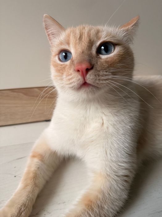 Найден кот, в районе жк променад экспо