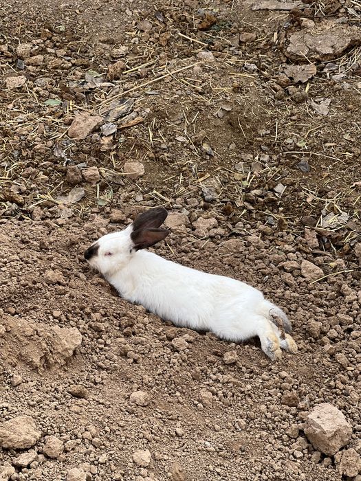 Quyonlar sotiladi erkak ayol hammasi soglom