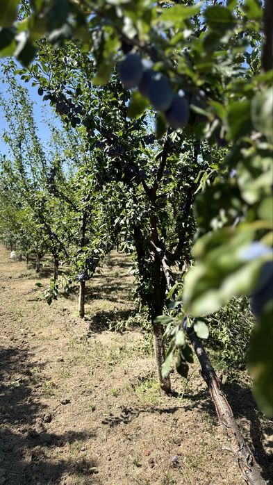 Vând prune Stanley - 7 lei/kg