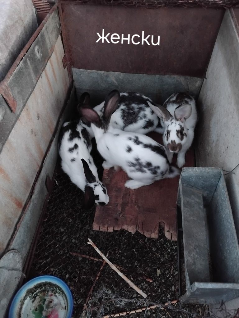 Продавам зайци на пет месеца