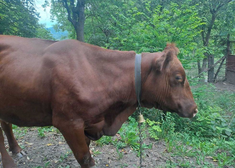 Vaca de vanzare...